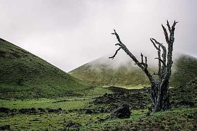 Green barren hills, in the mists, a large dead
                tree.