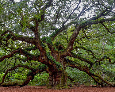 Huge old oak tree, with huge twisted, moss covered branches.