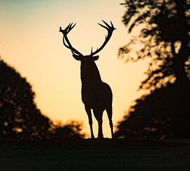 Stag silhouetted by the sky at sunset.