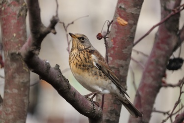 Thrush in a
                tree (a small brown and white bird)