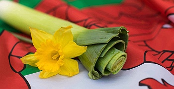 Welsh
                  flag, with leek and daffodil