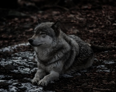 Wolf, sitting with eyes closed, listening